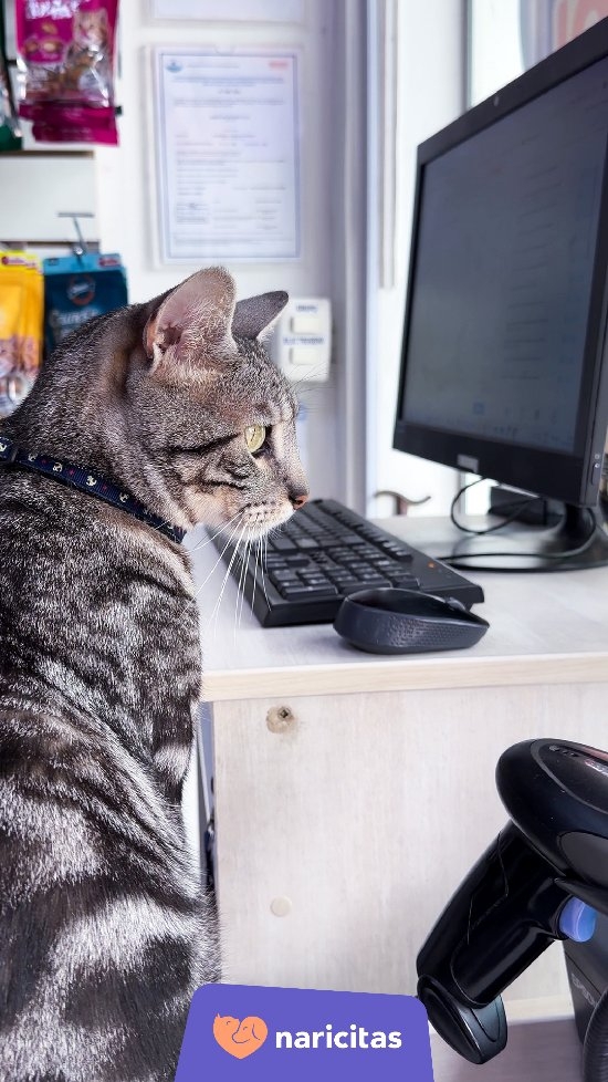 Naricitas Premia Tu Amor