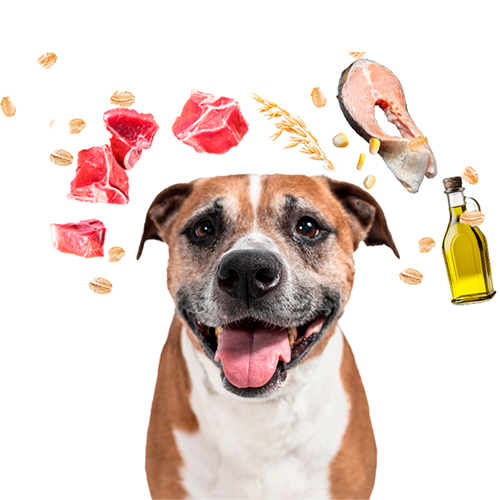 Allkjoy Perro Adulto Senior Todas las Razas de Carne de Res 15Kg