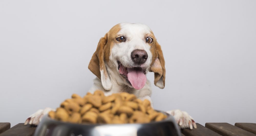 alimentacion equilibrada perro