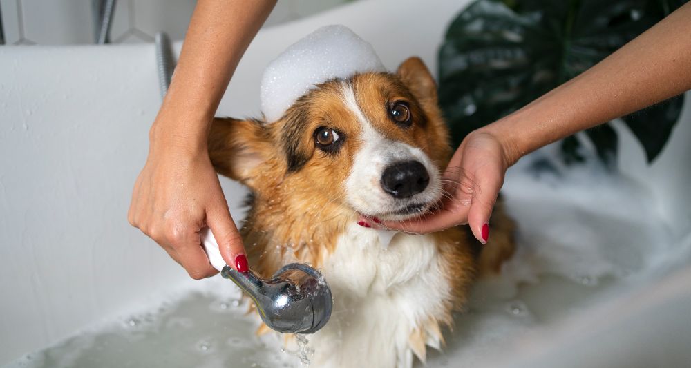 higiene cuidado perro
