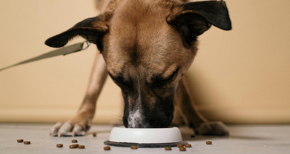 debo alimentar a mi perro con comida de raza grande