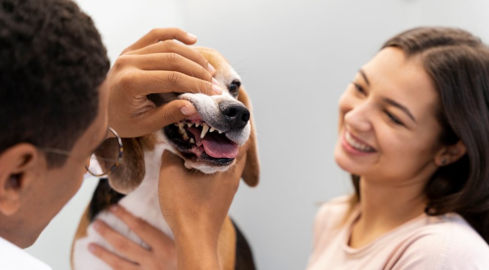 cuidado dental perro