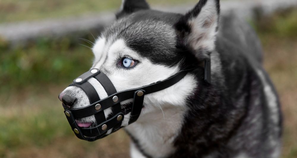 conoce para sirve bozal perro