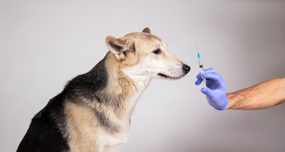 antiinflamatorio meloxivet inyectable perro