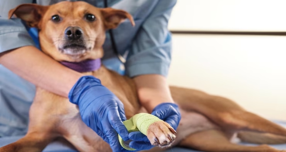 perro traumatismo antiinflamatorio