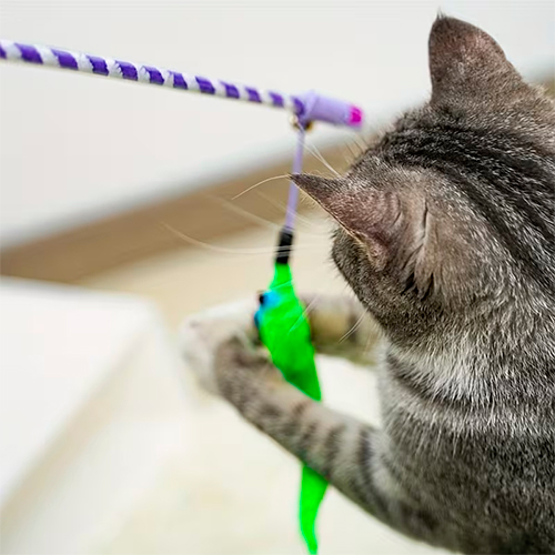 Homepage La Mascota de Keli Varita Colita Curiosa con Cascabel y Lazos