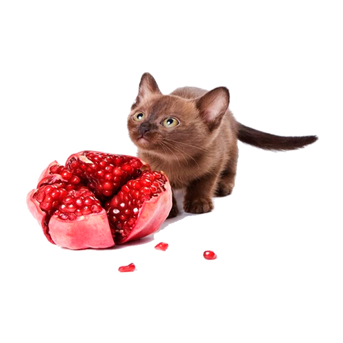 Monge Gift Cat Meat Minis Sterilised Pato con Granada 50Gr