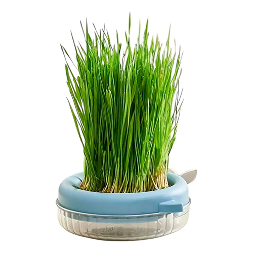 Homepage La Mascota de Keli Kit de Cat Grass