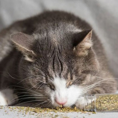 Qhali Pets Catnip Tubo de 8Gr
